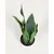 Umetna rastlina (višina 55 cm) Sansevieria – Kave Home
