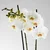 PHALAENOPSIS Biljka u saksiji, orhideja/2 stabljike, 12 cm