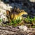 Safari Stegosaurus dinozaver