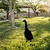 Atelier Del Sofa Dekorativna figura Goose 04, 65x26 cm, 1.5 mm