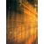 Fototapeta sonce za drevesi - 196x270