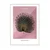 WallXpert uramljena slika 115214, The Black Peacock Ohare Kosona, crni paun, ružičasta pozadina, 50 x 70 cm, beli ram
