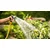 Bosch Akumulatorska pumpa za zalivanje GardenPump 18V-2000, 1x2,5 Ah 06008C4202