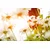 Fototapeta čarobne marjetice - 441x297