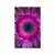 Plakat purpurna gerbera - 60x90 black