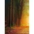 Fototapeta pot v gozdu - 196x270