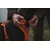 Ruffwear Oprsnica Web Master™ - Blaze Orange