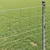 Vidaxl Evropska ograja 0,6 x 25 m PVC prevlečen železo