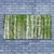 tulup.si Steklena slika Birch tree forest narava 140x70 cm 4 obešalnika