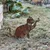 Atelier Del Sofa Dekorativna figura Cat -A 03, 36x31 cm, 1.5 mm