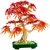 LEGO Botanical Collection Crvenolisni japanski bonsai javor 10348