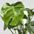 MONSTERA Biljka u saksiji, paprat očajnica, 21 cm