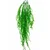 Liliun asparagus lozica uv 569050