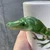 Skodelica dinozaver (manjše napake na površini)