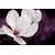 Slika cvet magnolije na abstraktnem ozadju - 150x100