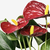 ANTHURIUM Zasađena biljka, anturijum, 12 cm