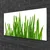tulup.si Steklena slika Grass on wall 100x50 cm 2 obešalnika
