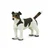 Safari Jack Russell terier