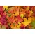 Fototapeta listje jeseni - 245x165