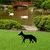 Aberto Design Dekorativna figura Fox 01, 48x50 cm, 1.5 mm