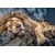 Trefl Trefl puzzle Sleeping Lion 1000 delova