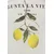 Key Largo Majica CITRUS TREE kremna/mešane barve