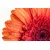 Fototapeta gerbera z vodnimi kapljicami - 196x270