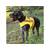 Odsevni telovnik za lovske pse - VELIKOST 4 - Setri, ptičarji