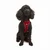 Paws & Whiskers Am za pse Air-Mesh, Crveni