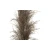 Atmosphera Ukrasna grana Pampas, 110 cm, Smeđa