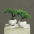 BONSAI