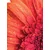 Fototapeta gerbera z vodnimi kapljicami - 196x270