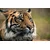 Fototapeta bengalski tiger - 147x270