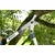 GARDENA Makaze za grane energystar 600 B