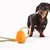 Beco Slinger Pebble Toy za pse oranžna 49cm