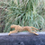Safari Bežiaci gepard