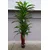 Lilium stablo dracena 1x3 170cm 137618