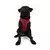 Paws & Whiskers Am za pse Air-Mesh, Crveni