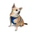 Paws & Whiskers Am za pse Air-Mesh, Plavi