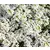 Cveće Medeni Cvet - Snežni Tepih Alyssum maritimum - seme 2086