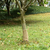 Rola jute 0,25x50 m 100 % juta 200 g/m2