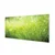 tulup.si Slika na steklu Grass rosišča kapljic 125x50 cm 2 obešalnika