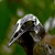Prstan Steel viking Skull Raven - SS8-1272R