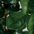 FICUS MICROCARPA Lončnica, figovec, 19 cm