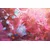 Tapeta abstrakcija narave - 245x165