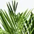DYPSIS LUTESCENS Biljka u saksiji, palma areka, 24 cm