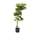 MID.YOU Umetna Rastlina Schefflera