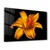 Wallity Image CAM-5025, 70x110cm
