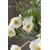 Botané umetni šopek dekorativni 83 x 17 cm