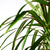 DRACAENA MARGINATA Biljka u saksiji, zmajevo drvo/2 stabljike, 19 cm